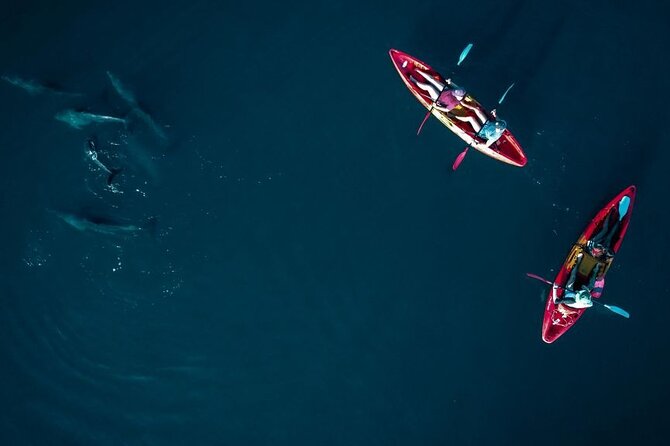 Guided Kayak 2-Hour Activity with Dolphins - What to bring and what to confirm