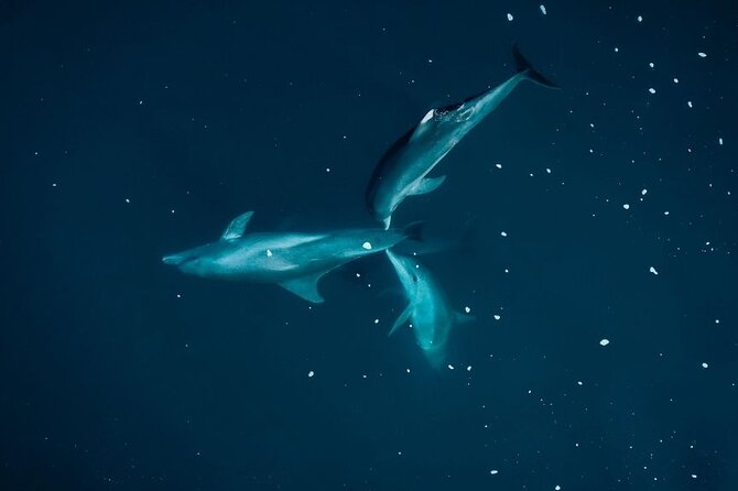 Guided Kayak 2-Hour Activity with Dolphins - When the dolphins stay offshore