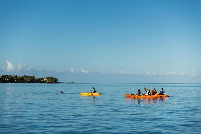 Guided Kayak 2 Hours Activity with Dolphins - Watching spinner and bottlenose dolphins responsibly