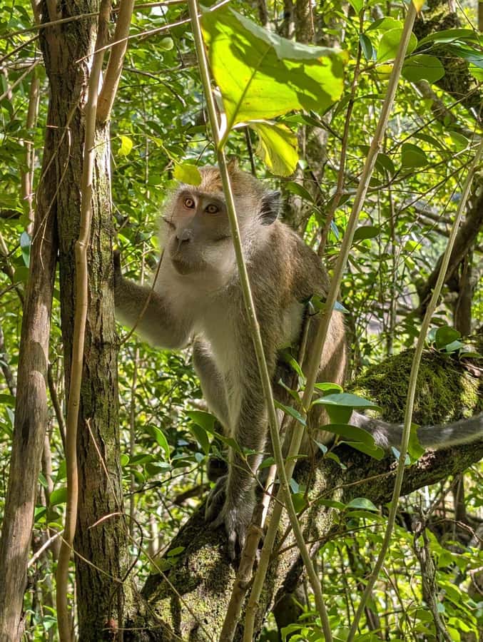 Henrietta: Hiking at the Tamarind Waterfalls - What the $106 price covers