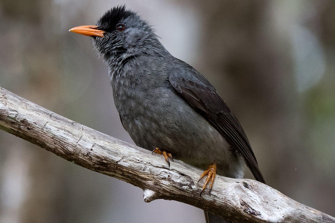 Hiking in the Black River Gorges National Parc - Native Forest - What the $61.65 price really buys you