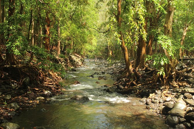 Hiking in the Black River Gorges National Parc - Native Forest - Starting at 7:50 a.m. in Grande Riviere Noire