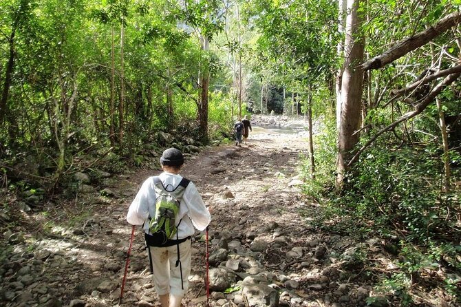 Hiking the Black River Gorges: Full-day with Lunch and Transfer - A riverbank picnic and possible swim