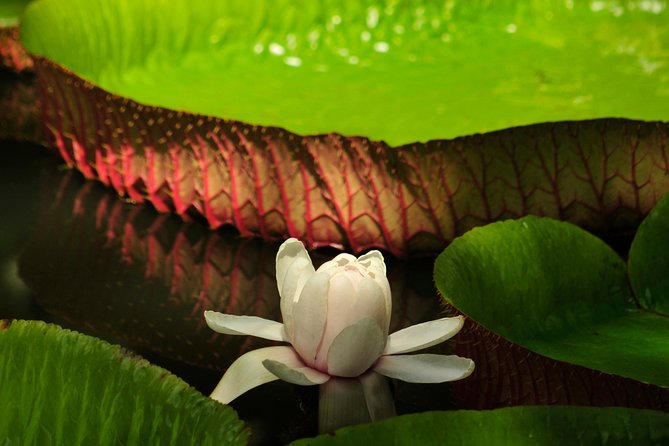 Historical Guided Day Tour : City - Sugar World - Botanical Garden - Practical ways to make the day better