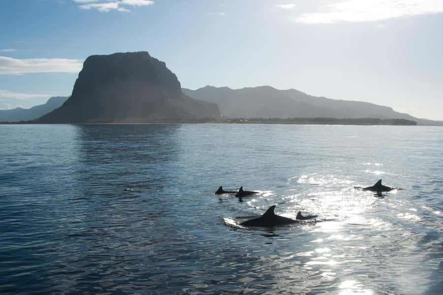 Île aux Bénitiers: Snorkeling w/Dolphins Boat Tour & Lunch - The day at a glance