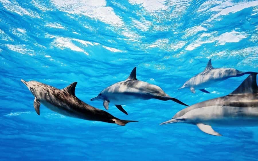 Île aux Bénitiers: Snorkeling w/Dolphins Boat Tour & Lunch - Meeting dolphins in their natural surroundings