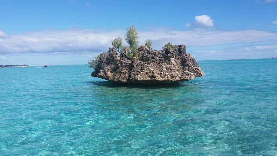 Île aux Bénitiers: Snorkeling w/Dolphins Boat Tour & Lunch - Who will enjoy this tour most