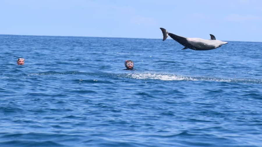 Île aux Bénitiers Snorkeling with Dolphins + Seafood Lunch - Who will enjoy this day most