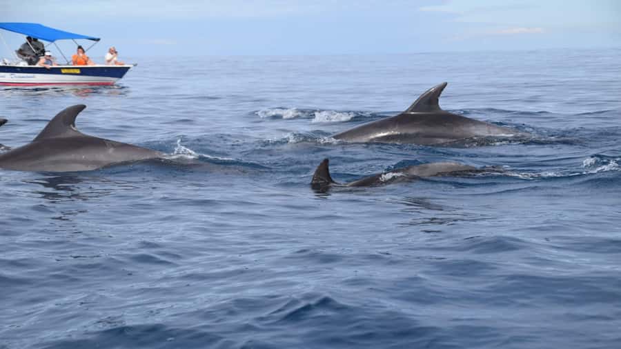 Île aux Bénitiers Snorkeling with Dolphins + Seafood Lunch - Snorkeling at Crystal Rock