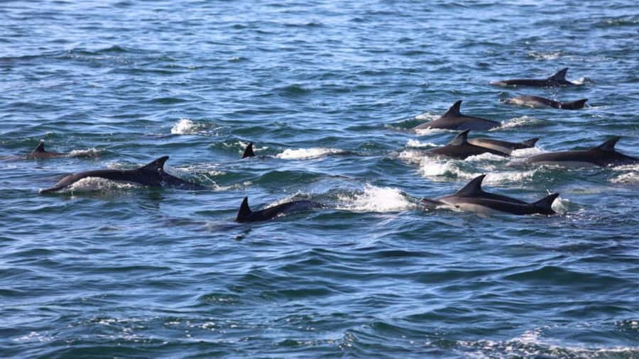 Île aux Bénitiers Snorkeling with Dolphins + Seafood Lunch - Timing and practical planning