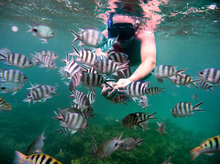 Ilot Gabriel: Catamaran Cruise & BBQ Lunch - Ilot Gabriel, sand, birds, and clear water