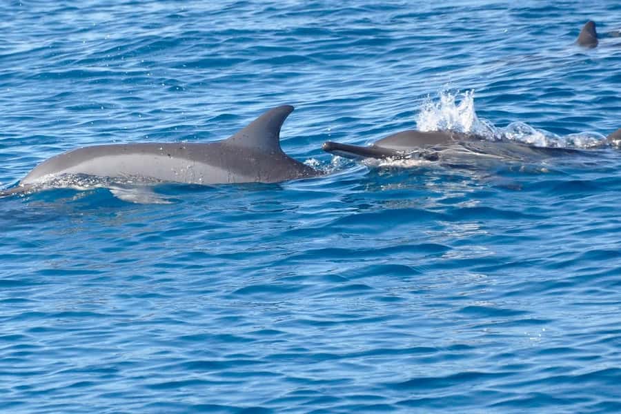 La Preneuse: Dolphin Swimming and Snorkeling Speedboat Trip - Getting into the water with dolphins