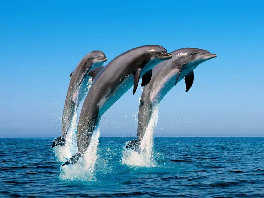 La Preneuse: Dolphin Swimming and Snorkeling Speedboat Trip - Should you book the La Preneuse dolphin trip?