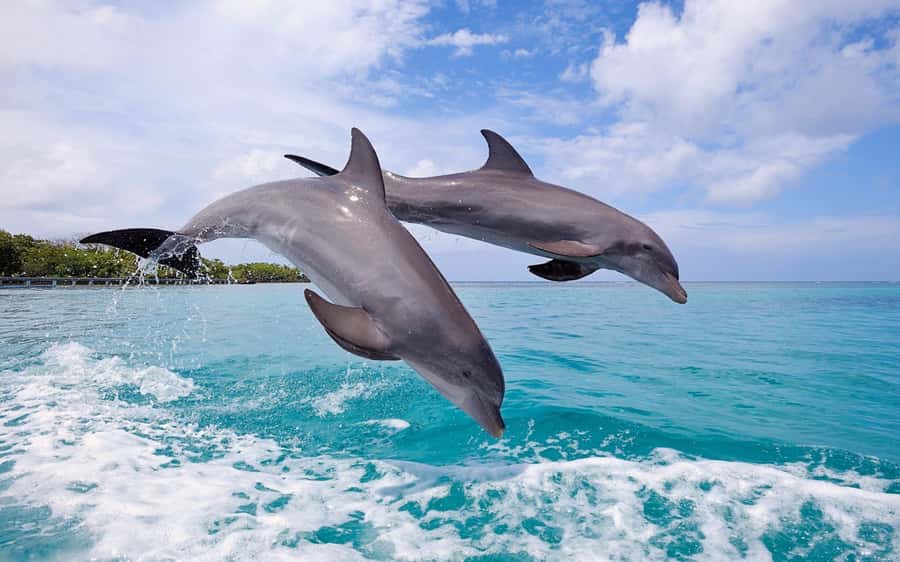 La Preneuse: Dolphin Swimming and Snorkeling Speedboat Trip - Riding the speedboat along Mauritius’s west coast