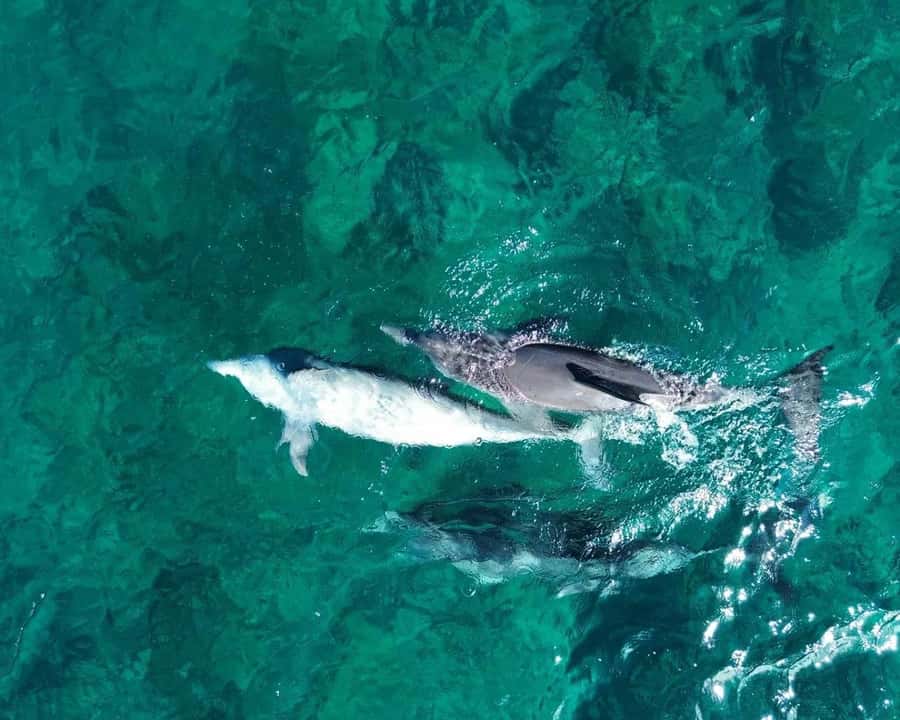 La Preneuse: Dolphin Watching and Snorkeling Speedboat Tour - Key points to know before you book