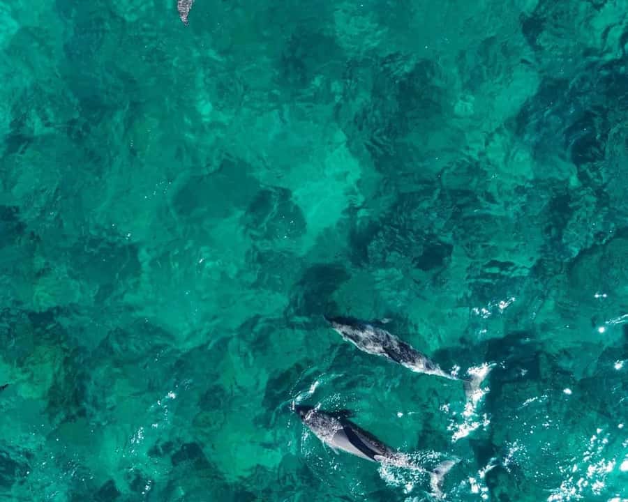 La Preneuse: Dolphin Watching and Snorkeling Speedboat Tour - Finding dolphins that set the pace