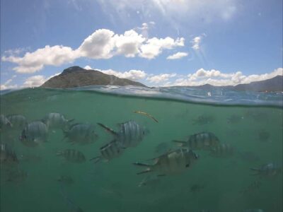 La Preneuse: Dolphin Watching and Snorkeling Speedboat Tour