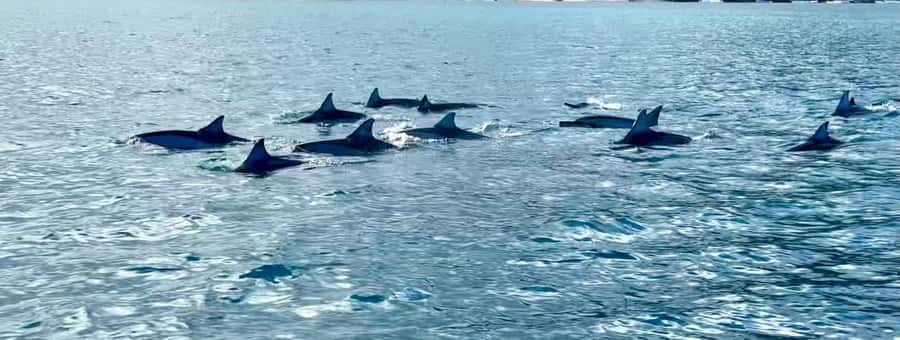 La Preneuse: Dolphin Watching and Snorkeling Speedboat Tour - Is $58 a fair price?