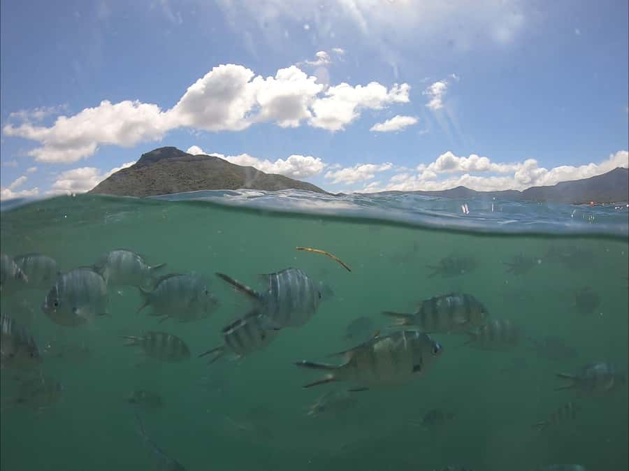 La Preneuse: Dolphin Watching and Snorkeling Speedboat Tour - The 20-minute speedboat ride along Mauritius’ west coast