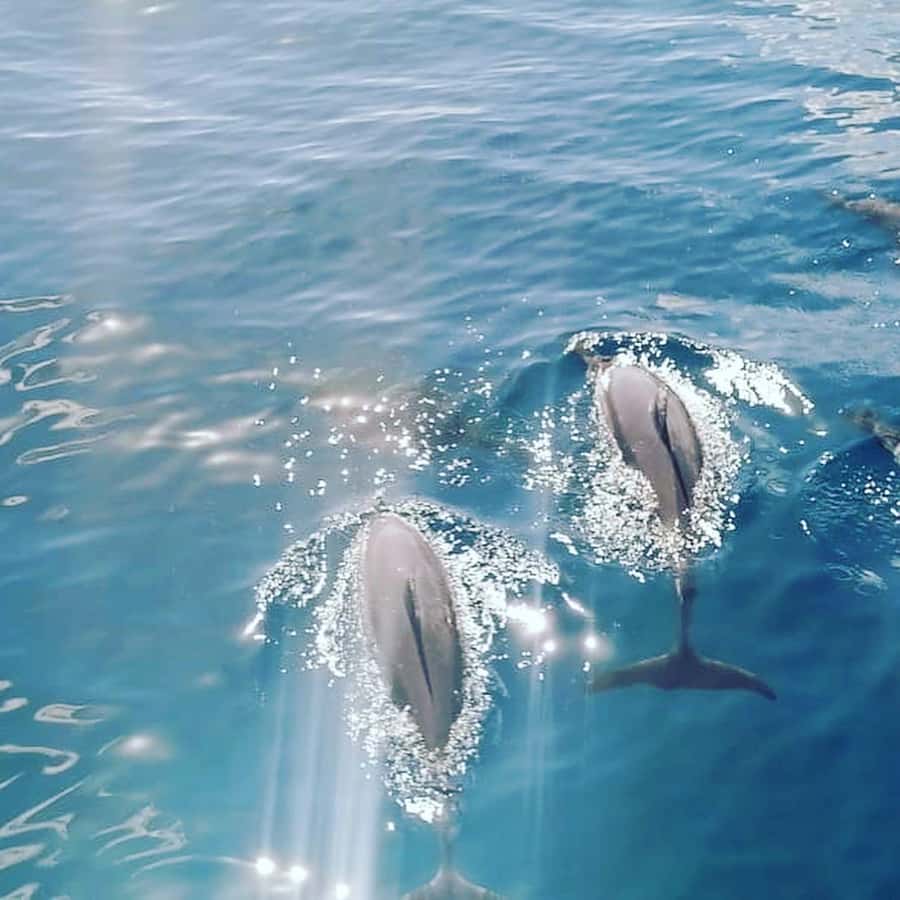 LE MORNE DOLPHINS SUNRISE TRIP - Why the sunrise timing matters at Le Morne