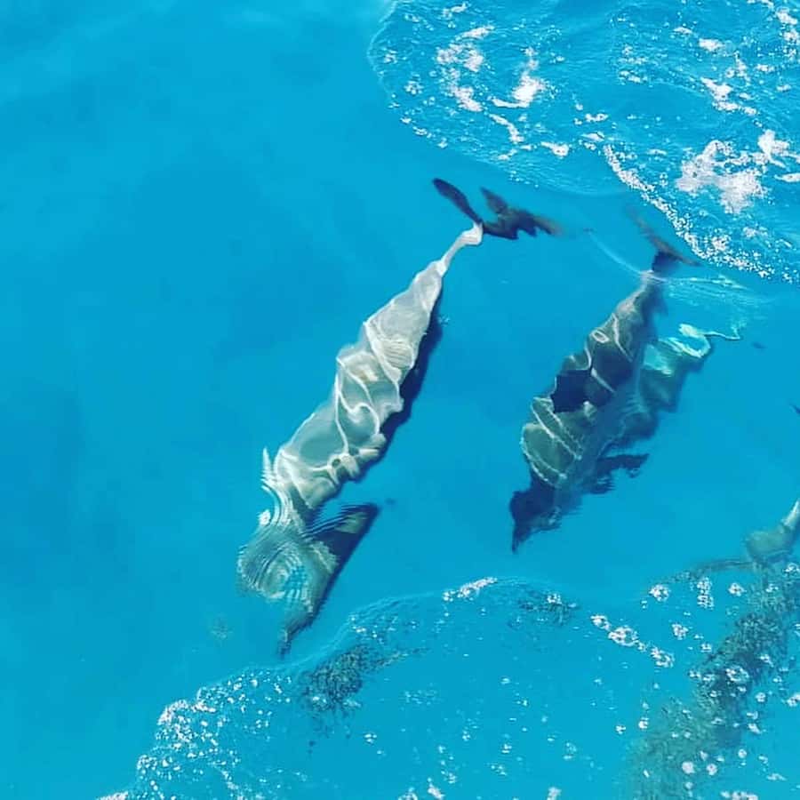 LE MORNE DOLPHINS SUNRISE TRIP - Finding dolphins in the open water