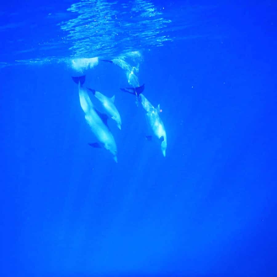 LE MORNE DOLPHINS SUNRISE TRIP - Snorkeling in the lagoon