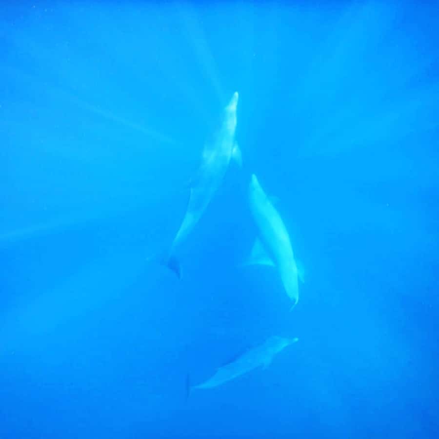 LE MORNE DOLPHINS SUNRISE TRIP - What the short duration means