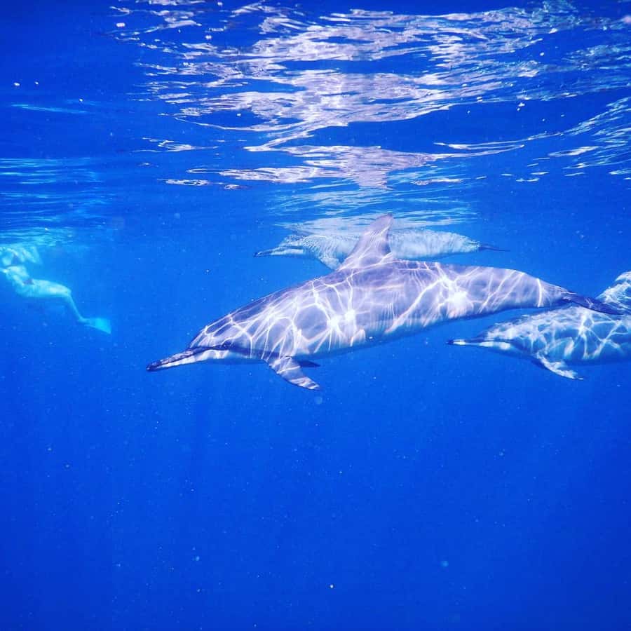 LE MORNE DOLPHINS SUNRISE TRIP - How the dolphin encounter compares with the snorkeling