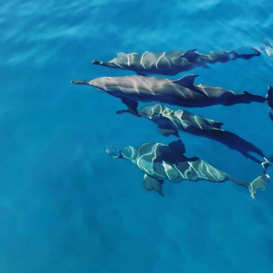 LE MORNE DOLPHINS SUNRISE TRIP - Starting at Le Havanah Boat