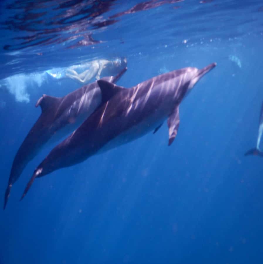Le Morne: Private Boat Tour Dolphin-Watching & swimming - Key points to know before booking
