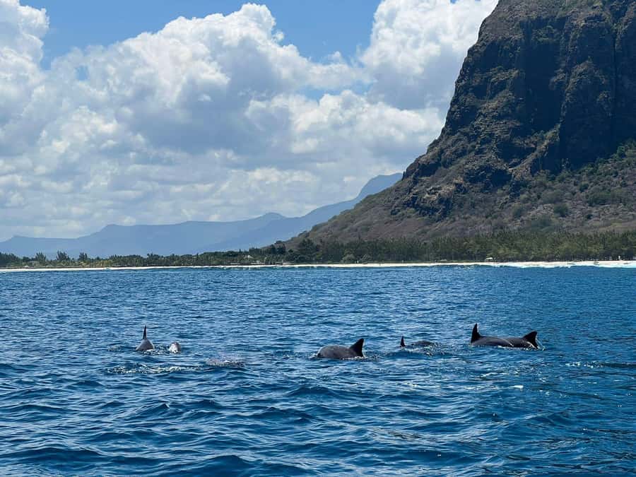 Le Morne: Private Boat Tour Dolphin-Watching & swimming - Watching and swimming with wild dolphins