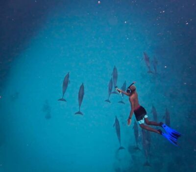 Le Morne: Private Boat Tour Dolphin-Watching & swimming