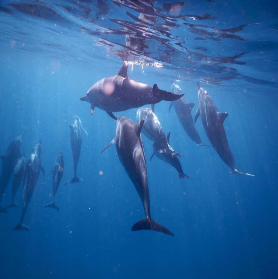 Le Morne: Private Boat Tour Dolphin-Watching & swimming - Timing, weather, and what to pack