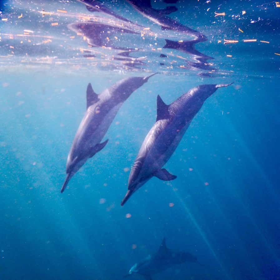Le Morne: Private Boat Tour Dolphin-Watching & swimming - Booking, cancellation, and the final call