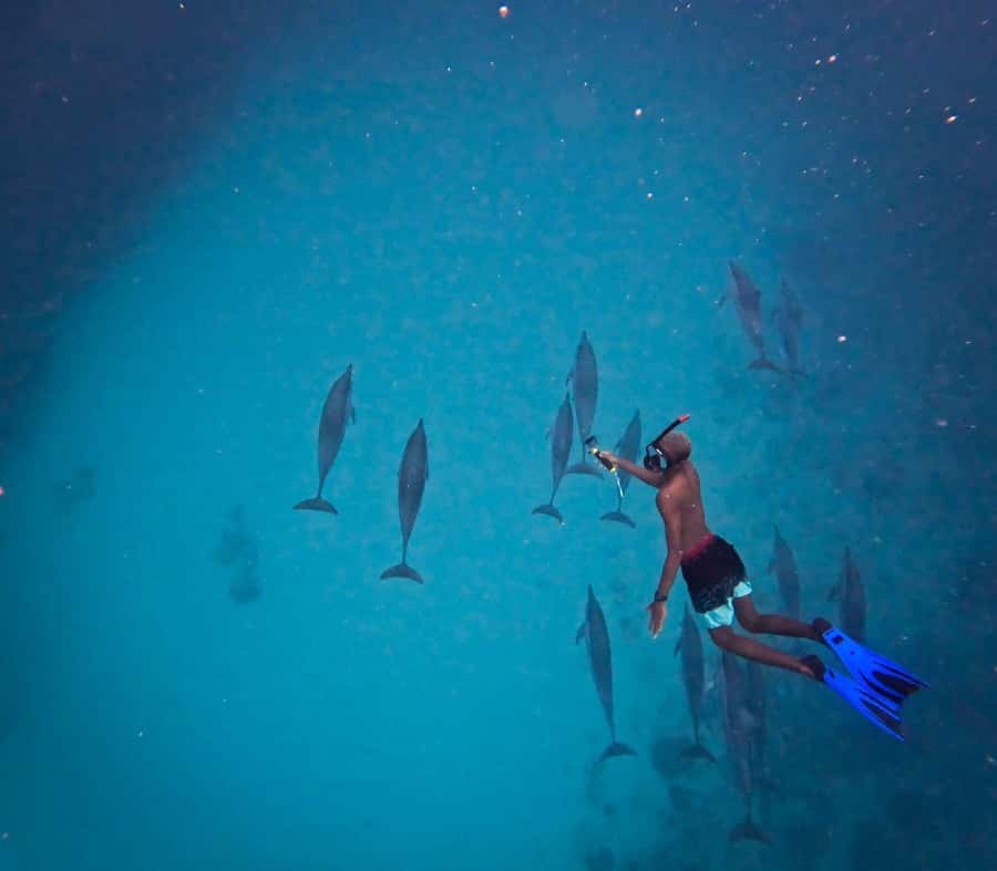 Le Morne: Private Boat Tour Dolphin-Watching & swimming - Searching for dolphins in the open sea