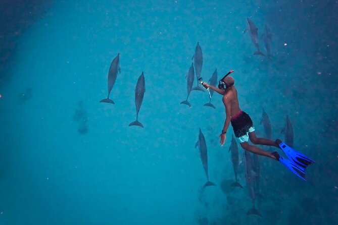 Lydia Boat Mauritius :Private boat tour:Whales&Dolphins encounter - What the private format changes