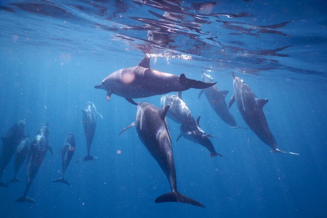 Lydia Boat Mauritius :Private boat tour:Whales&Dolphins encounter - Meeting dolphins without treating them like a show