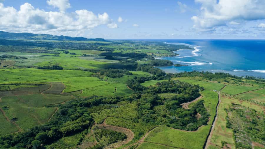 Mauritius: Bel Ombre Nature Reserve 4x4 Safari Adventure - Bird spotting and native wildlife