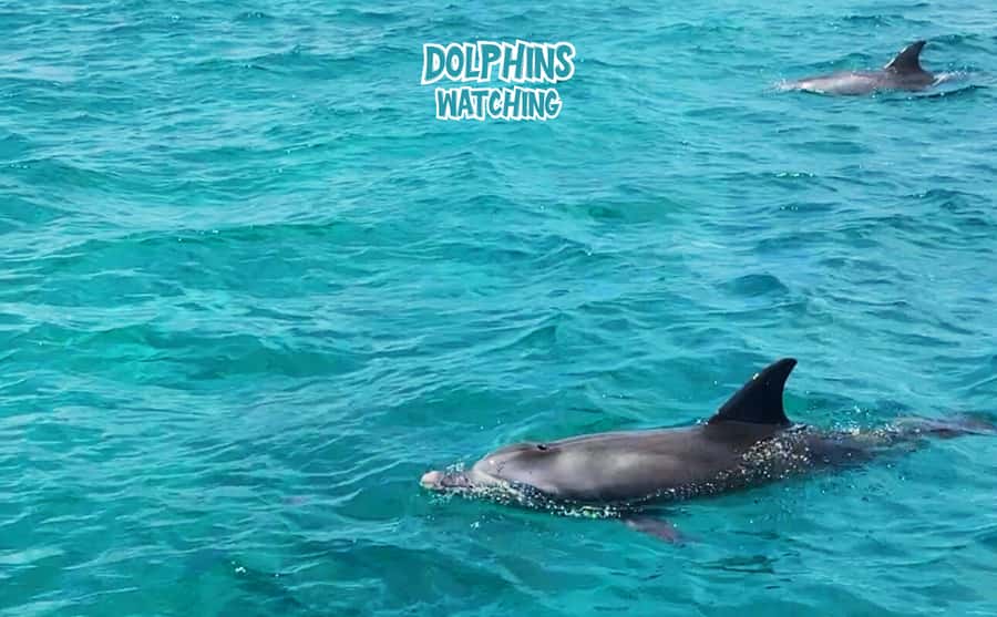 Mauritius: Benitier Island - Swim Dolphins - Speedboat & BBQ - An early start for Mauritius dolphins