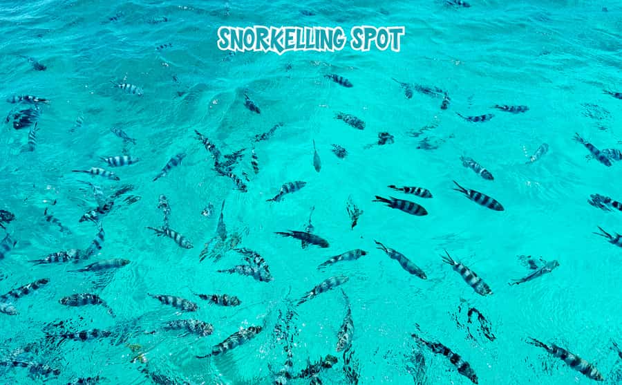 Mauritius: Benitier Island - Swim Dolphins - Speedboat & BBQ - My booking verdict