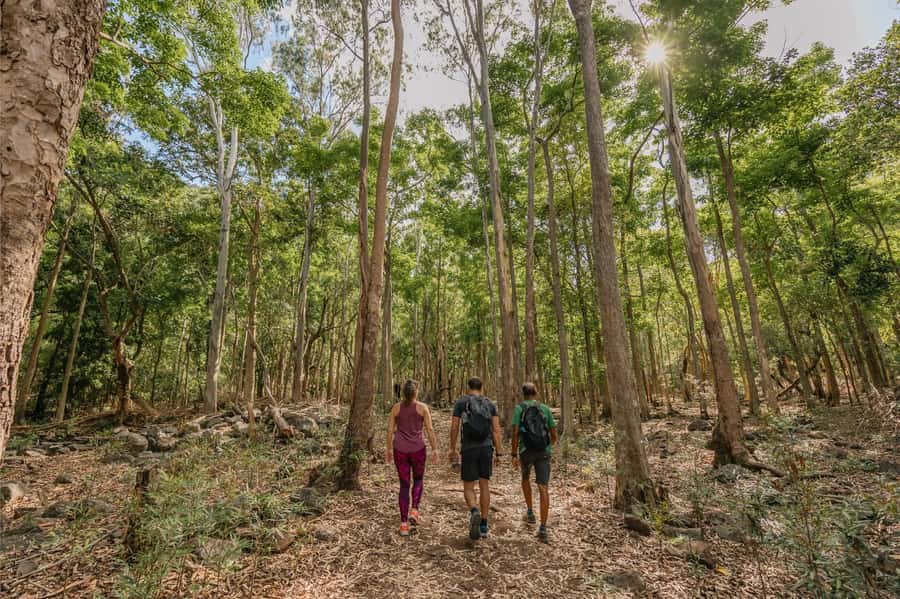 Mauritius: Black River Gorges National Park 3-Hour Hike - Why this hike feels different from a standard viewpoint stop