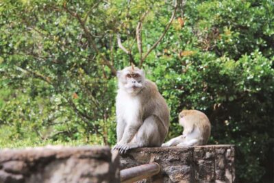 Black River Gorges National Park 3-Hour Hike