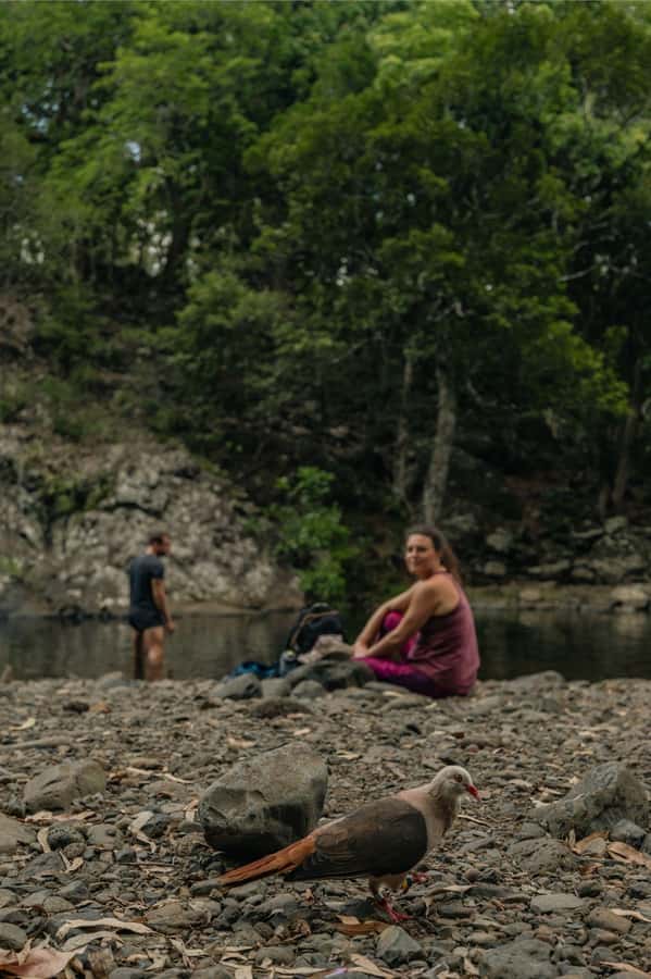 Mauritius: Black River Gorges National Park 3-Hour Hike - What the $64 price includes