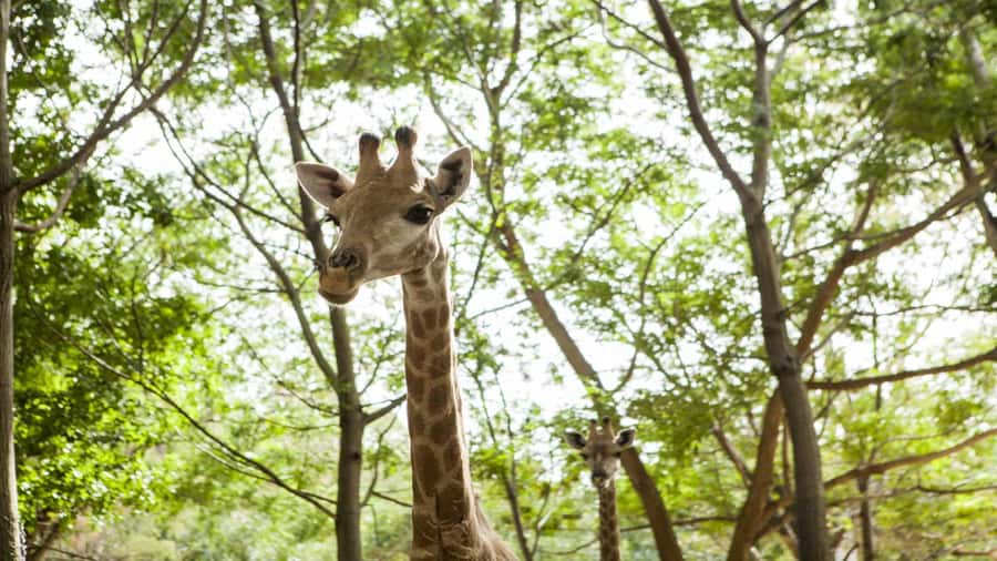 Mauritius: Casela Nature Parks Entrance Ticket with Transfer - Key points at a glance