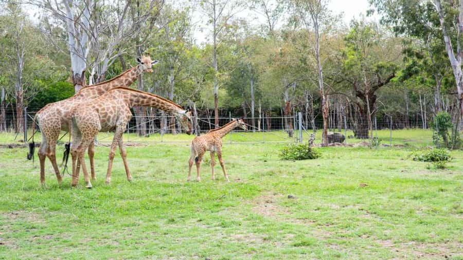 Mauritius: Casela Nature Parks Entrance Ticket with Transfer - Casela’s west-coast setting and first impressions