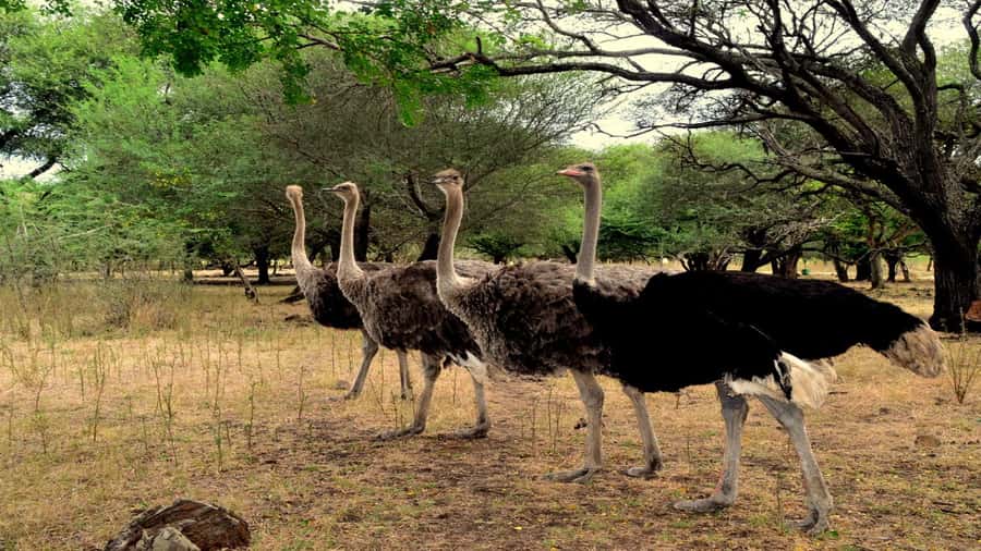 Mauritius: Casela Nature Parks Entrance Ticket with Transfer - What the seven-hour outing includes
