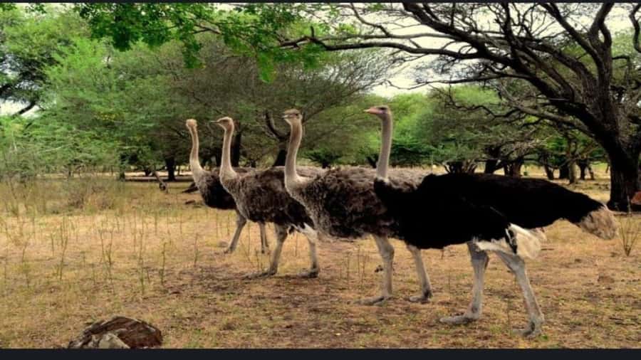 Mauritius: Casela nature parks & flic en flac beach - Six hours inside Casela Nature Park
