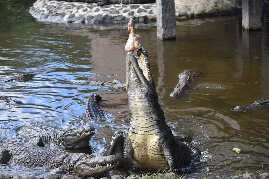Mauritius: Crocodile Park and Tea Factory Tour with Tasting - Tea tasting with a southern view