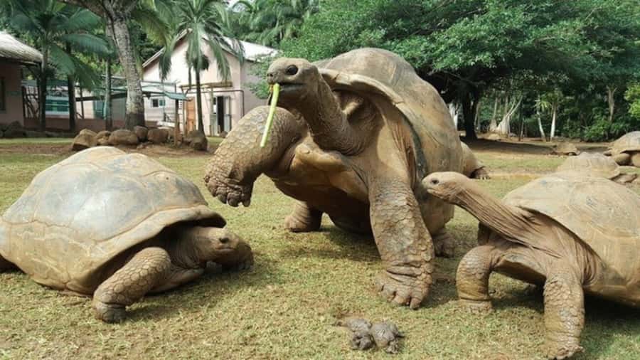 Mauritius: Crocodile Park and Tea Factory Tour with Tasting - What La Vanille Nature Park adds to the day