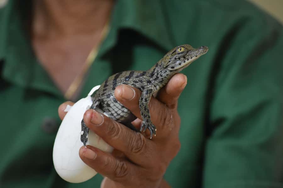 Mauritius: Crocodile Park and Tea Factory Tour with Tasting - Who will enjoy this Mauritius combination tour
